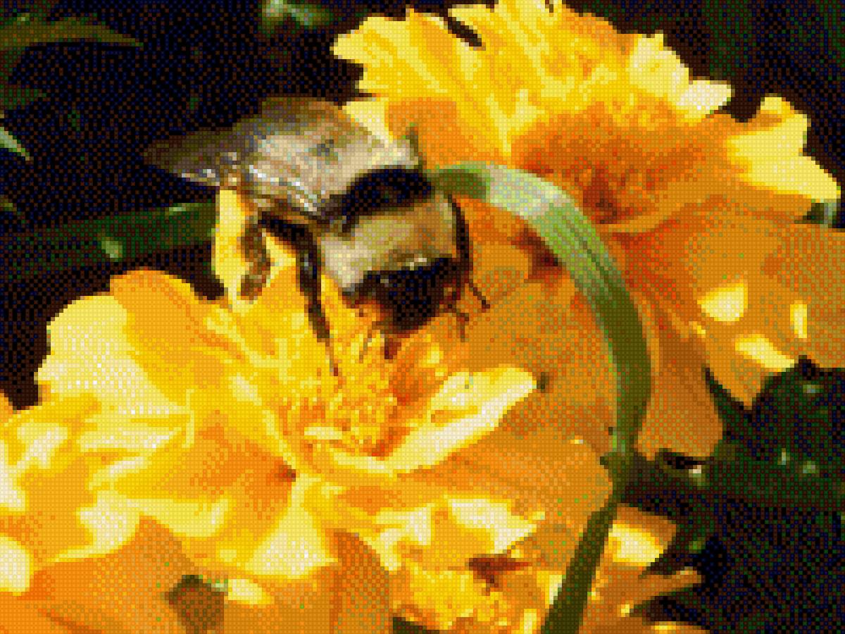 шмель - насекомые - предпросмотр