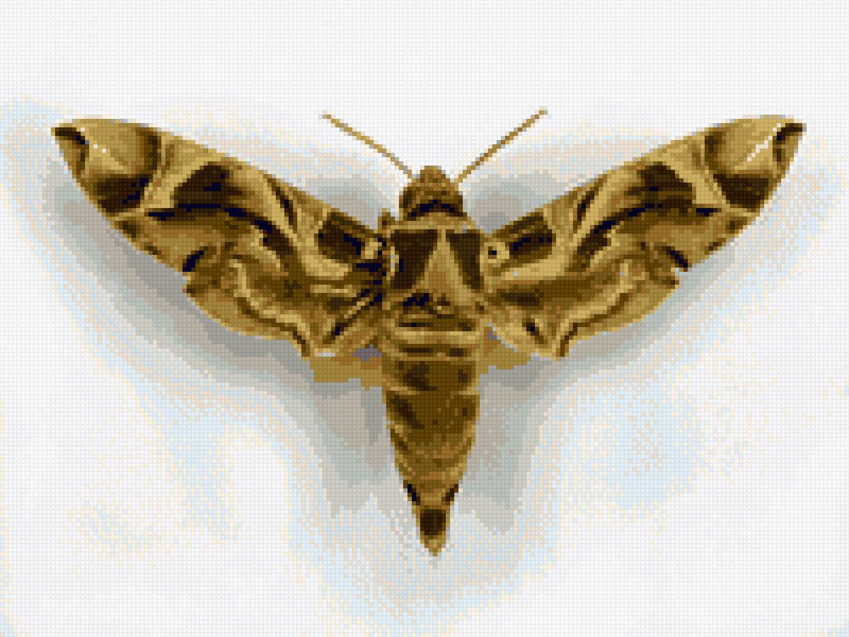 Метелик1 - бражник - предпросмотр