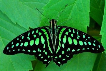 Метелик 2 - бабочка - оригинал