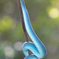 Схема вышивки «Голубая комодская куфия №3»