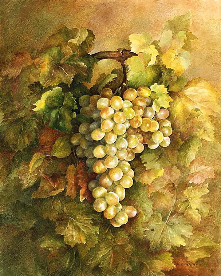 виноград - оригинал