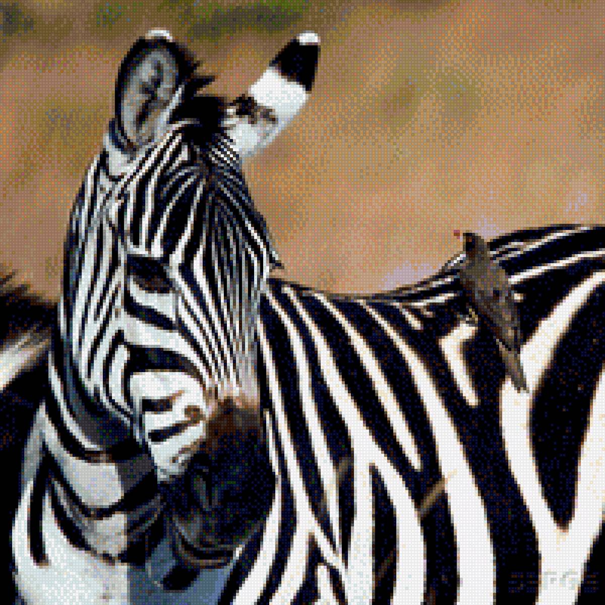 зебра - животные - предпросмотр