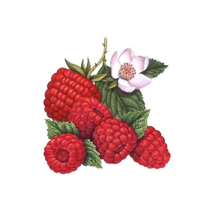 малина - оригинал