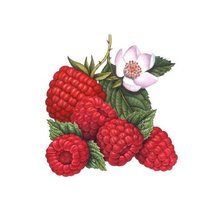 Схема вышивки «малина»