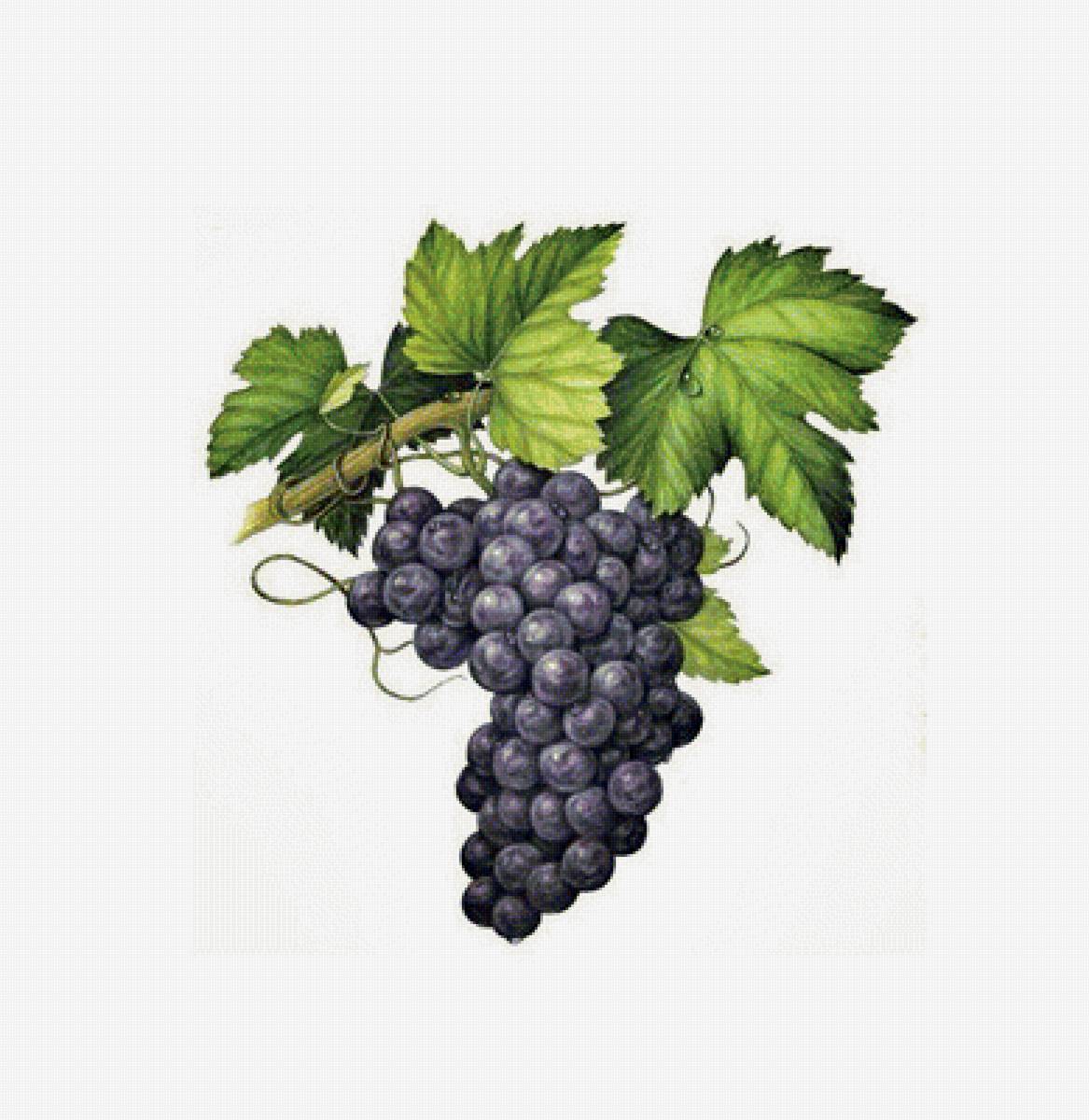 виноград - предпросмотр