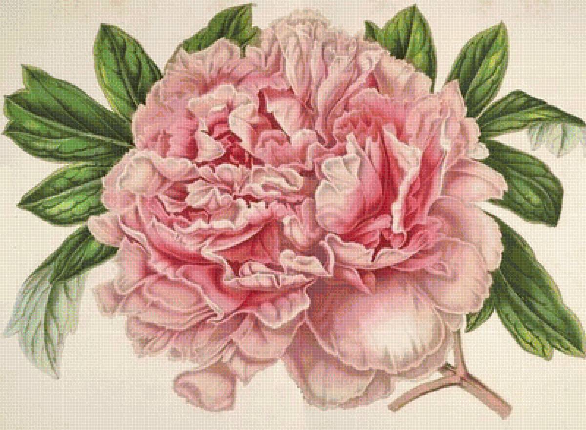 цветок - предпросмотр