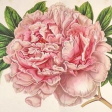 Схема вышивки «цветок»