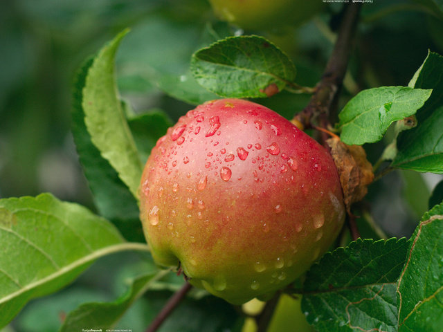 яблоко - оригинал