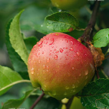 Оригинал схемы вышивки «яблоко» (№1353930)
