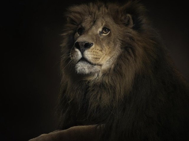 лев - оригинал