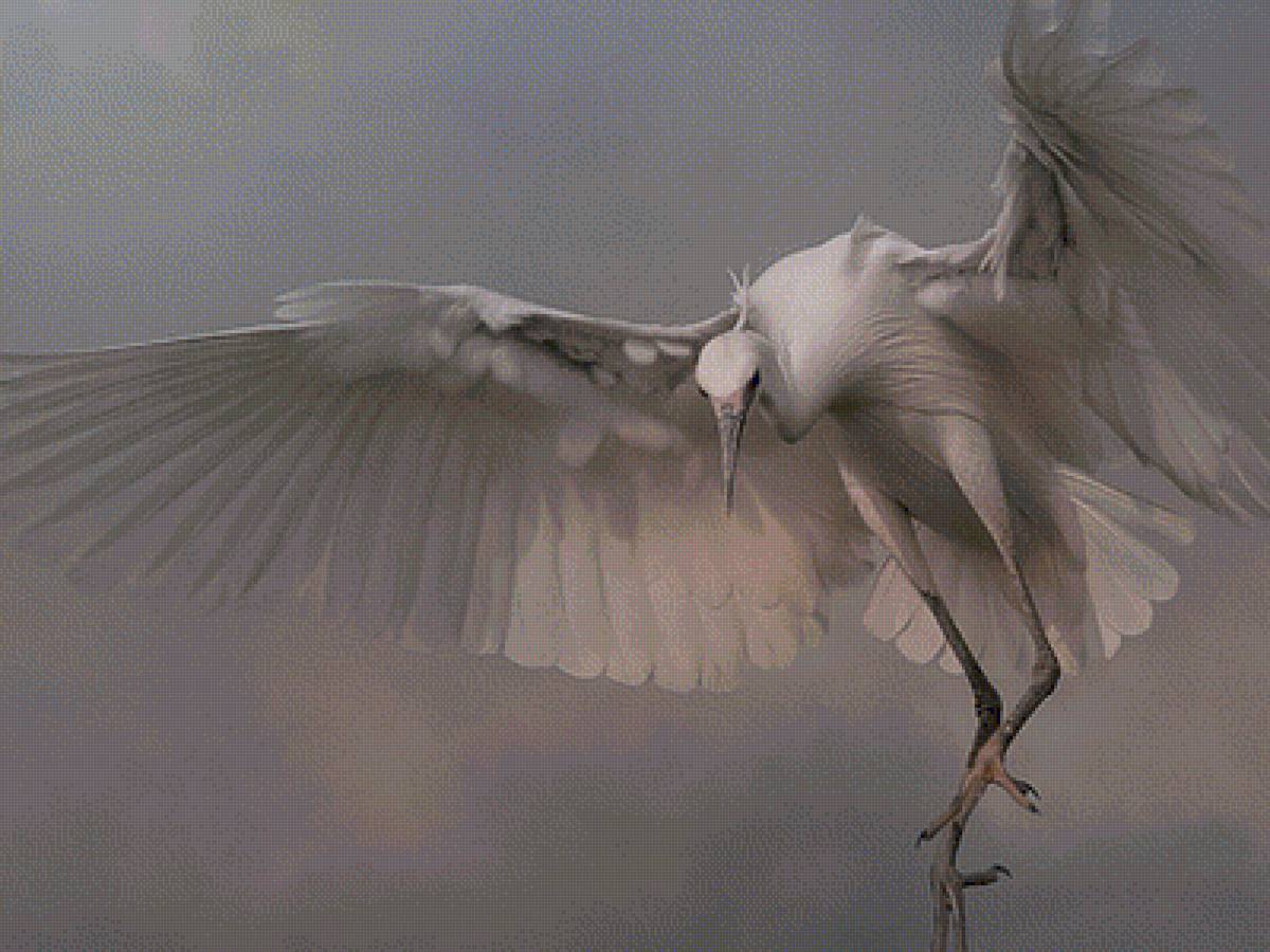 цапля - предпросмотр