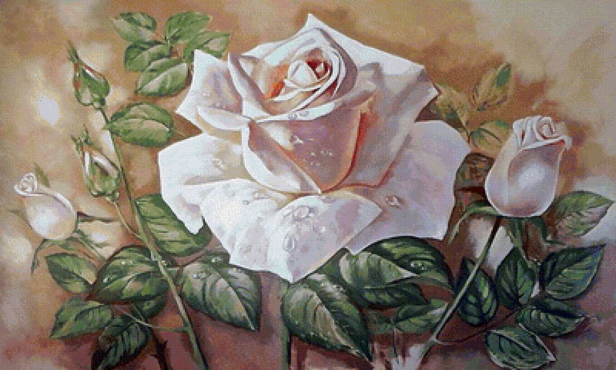 Розы - цветы - предпросмотр