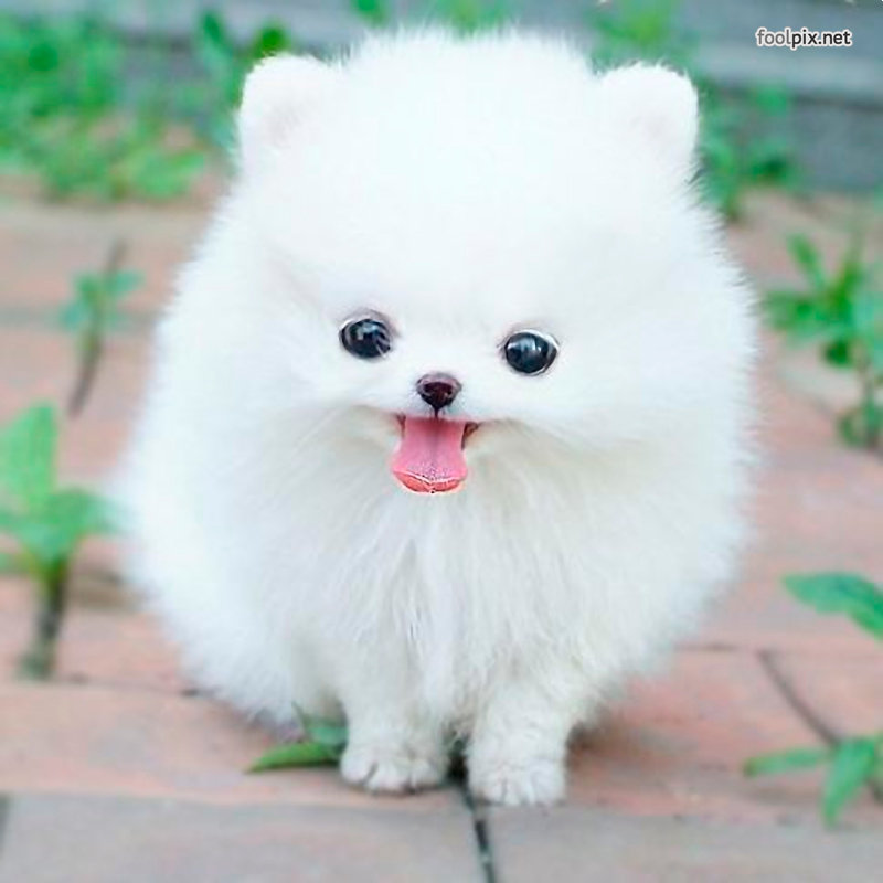 Шпиц - собаки, белые., милашки - оригинал