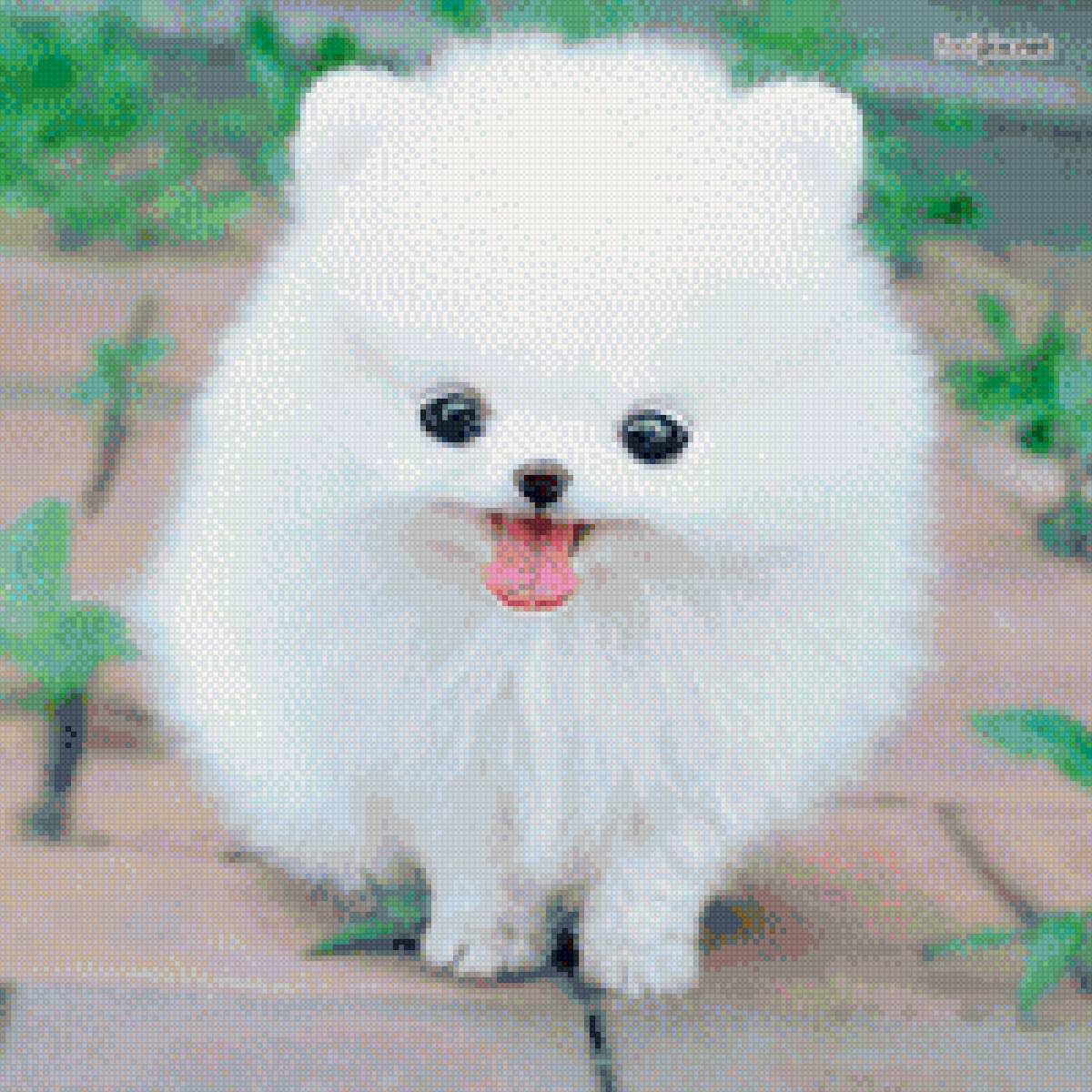 Шпиц - милашки, белые., собаки - предпросмотр