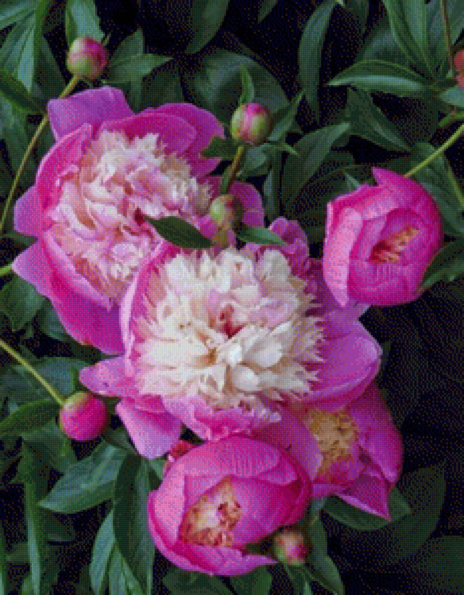 ПИОНЫ - пионы - предпросмотр