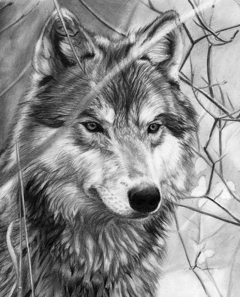 Одиночка 4 - волки, животные, лес - оригинал