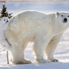 Схема вышивки «белый медведь»