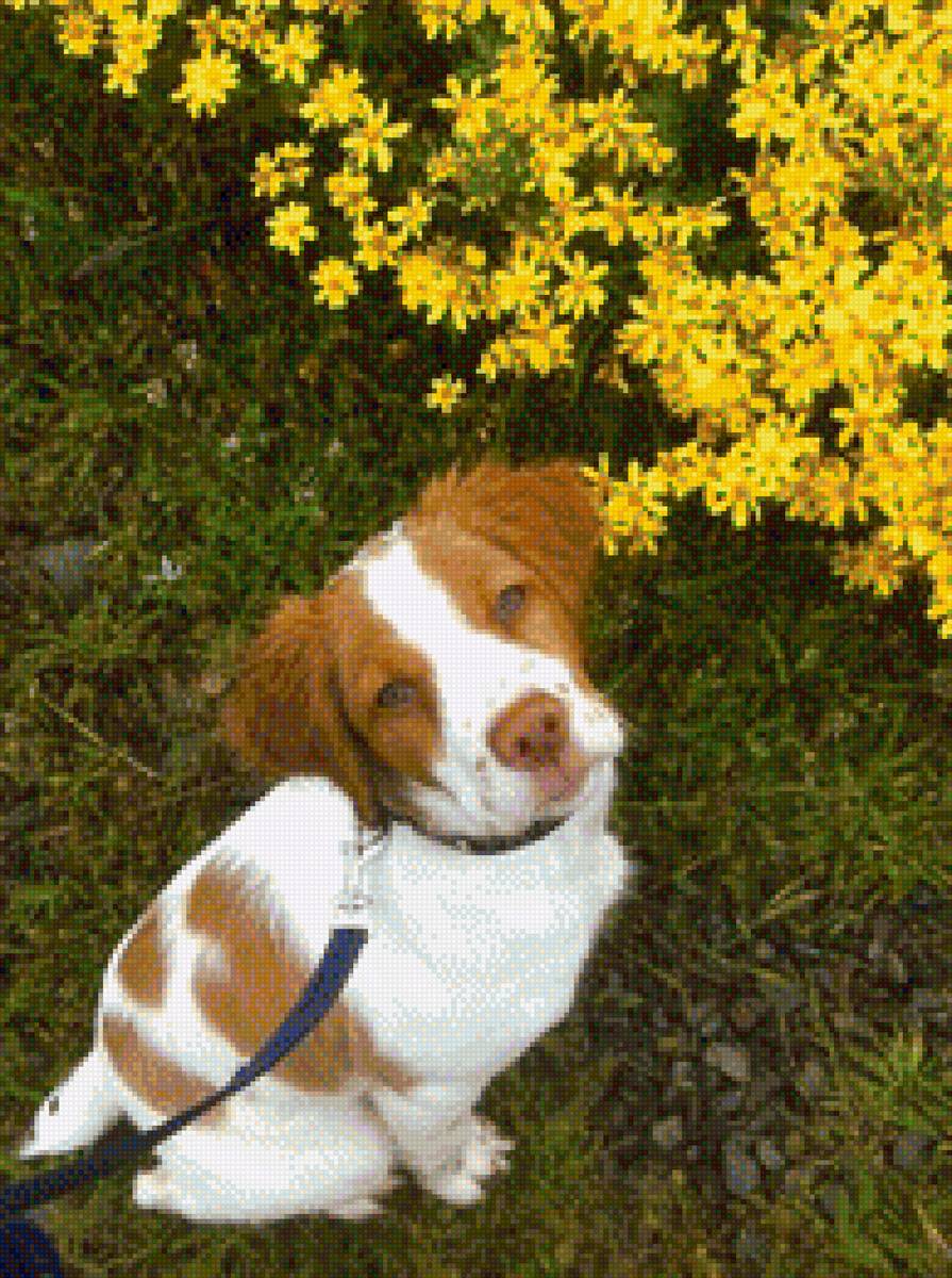 epagneul breton - собака - предпросмотр