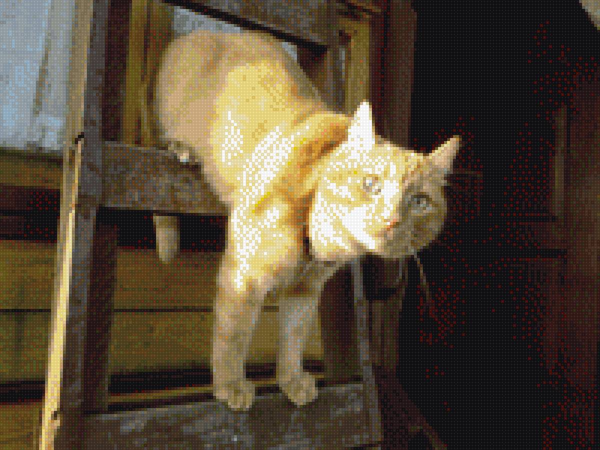 рыжик - предпросмотр