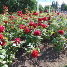 Схема вышивки «дача»