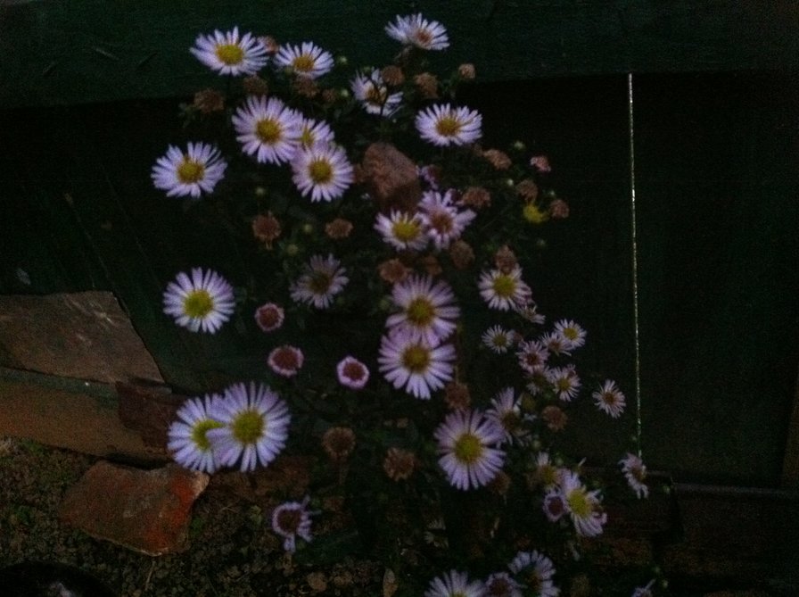 дача - оригинал