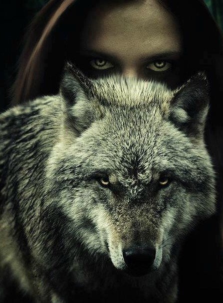 волк - оригинал