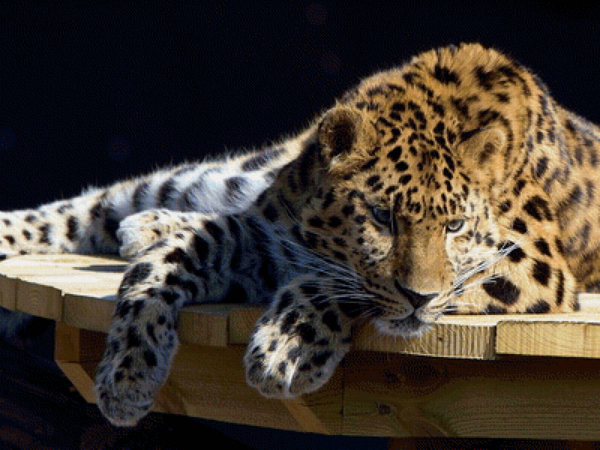 кошка - предпросмотр