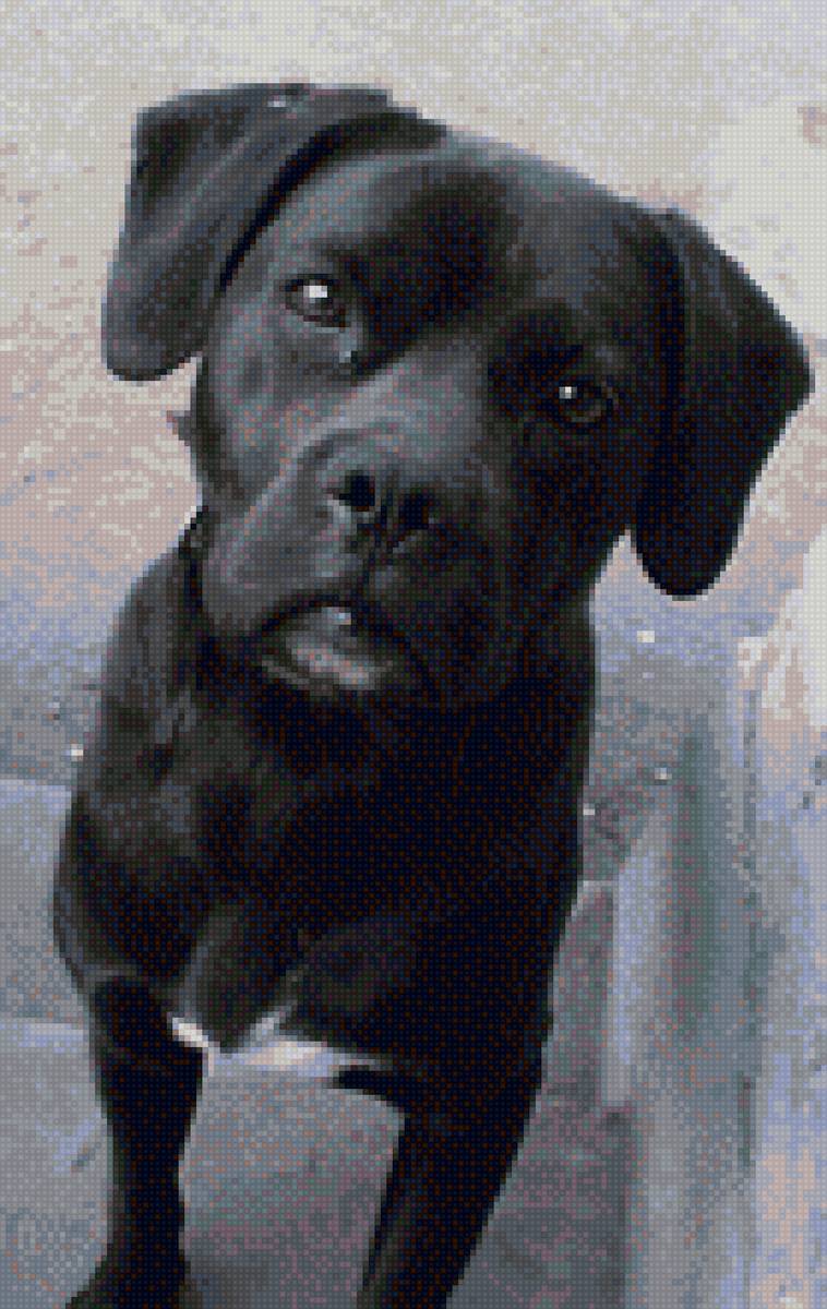 Джек - собаки, питомцы, семья - предпросмотр