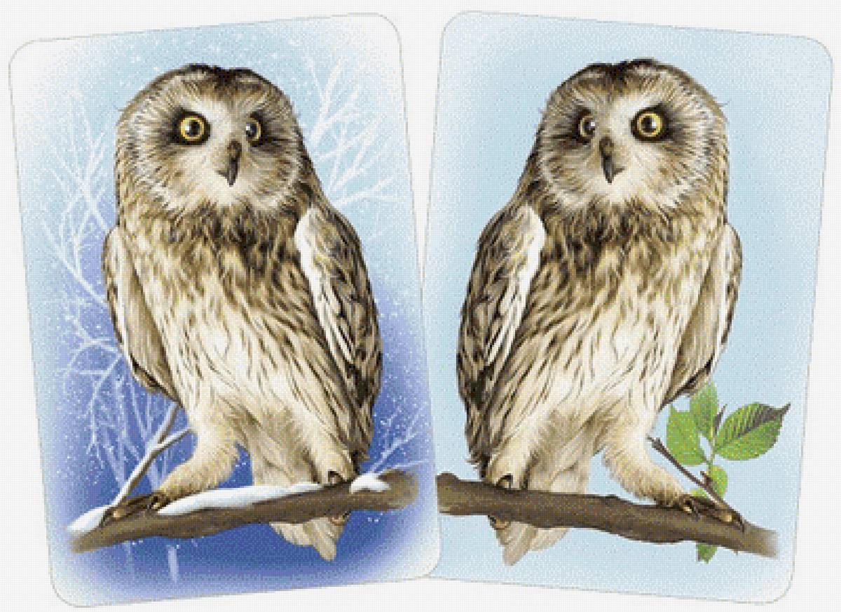 птички - предпросмотр