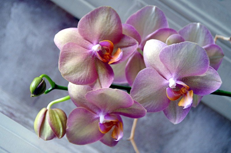 Орхидея фаленопсис - орхидея, цветы - оригинал