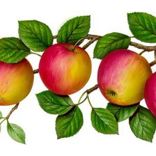 Схема вышивки «яблоки»