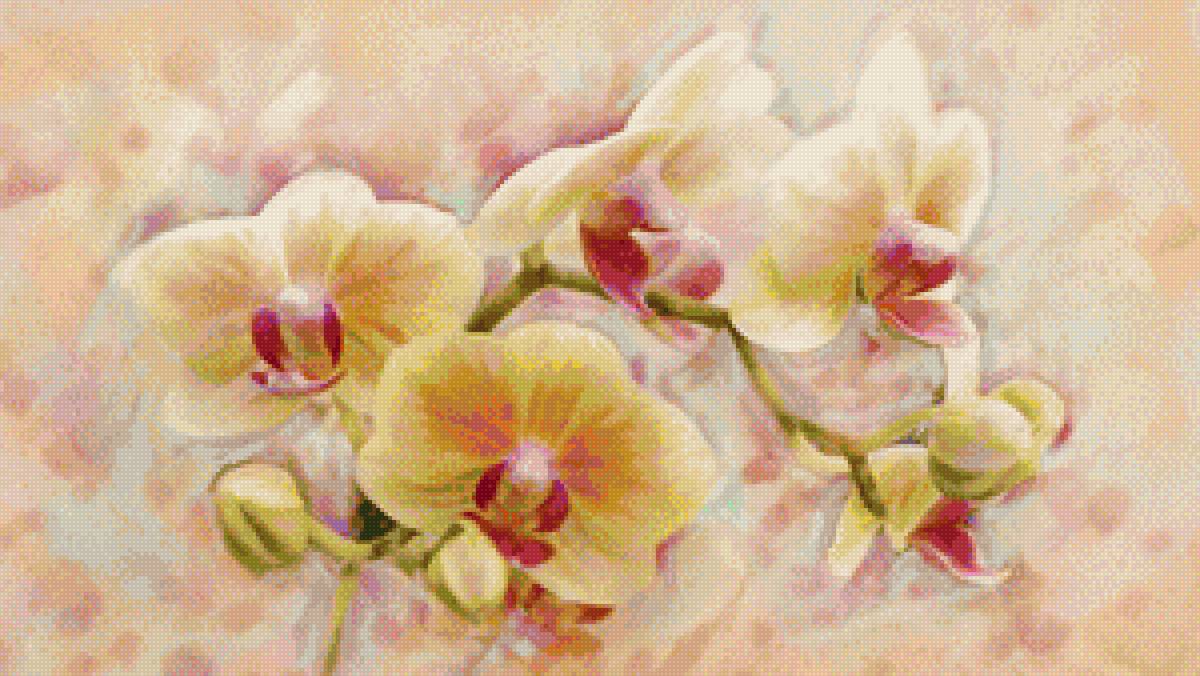 Орхидеи - орхидеи, цветы - предпросмотр