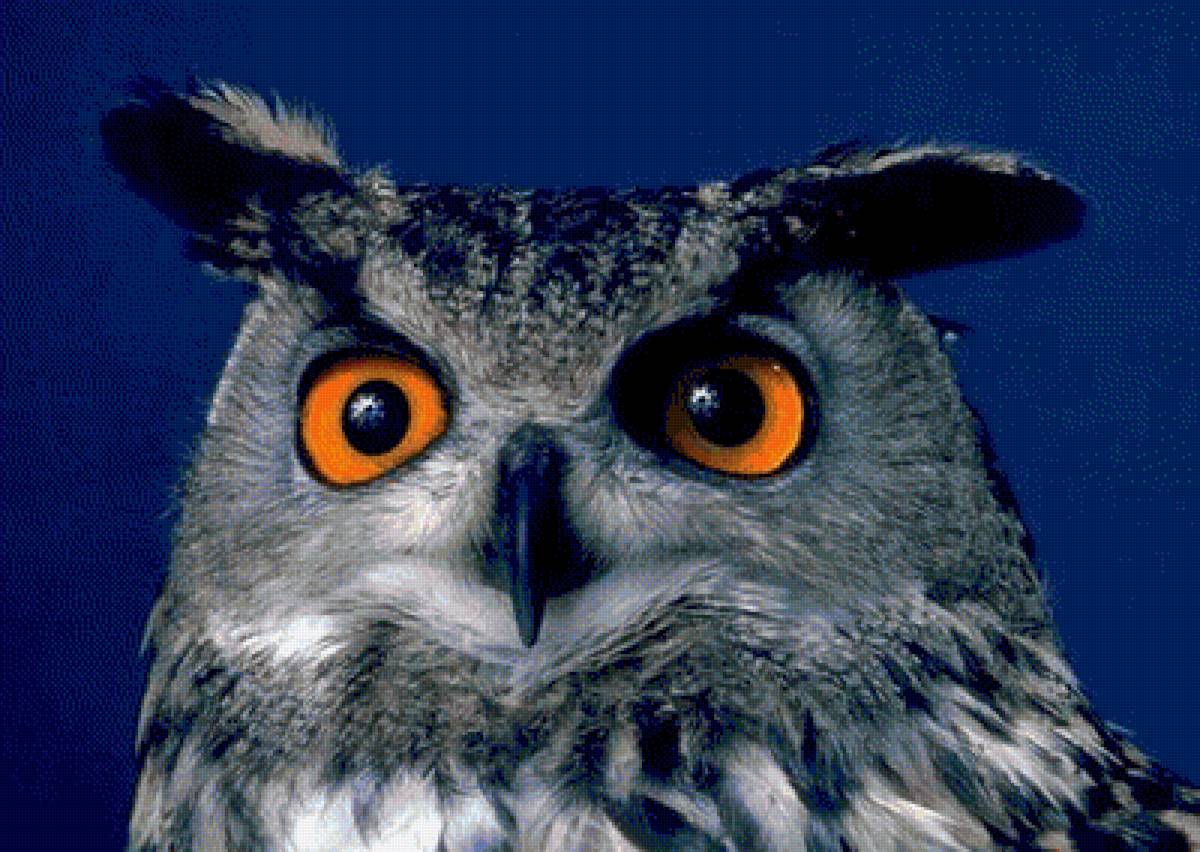 Филин - глаза, птица, хищник, филин - предпросмотр
