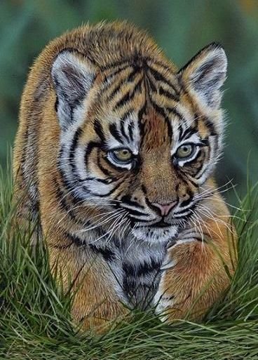 тигренок - дикие хищные кошки, тигр, тигренок, природа, анималисты - оригинал