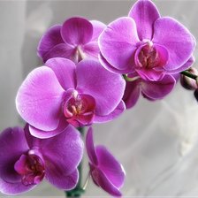 Оригинал схемы вышивки «Орхидея фаленопсис» (№1359200)