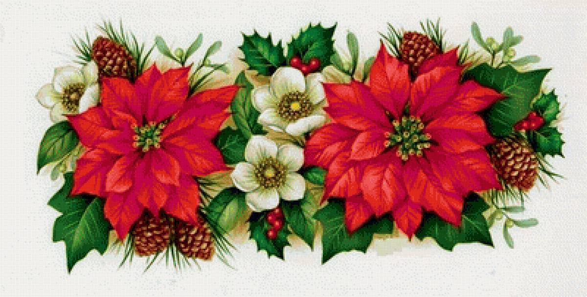 пуансетия - предпросмотр