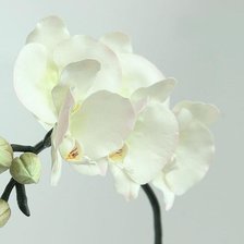 Оригинал схемы вышивки «Орхидея» (№1359511)