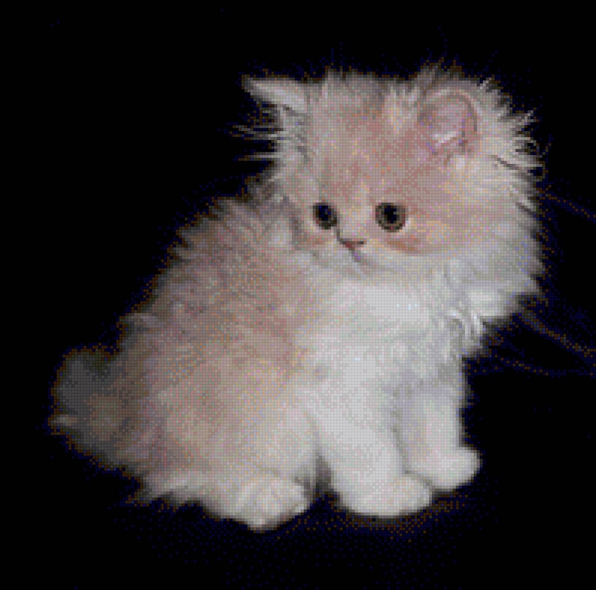 котёнок - черный фон - предпросмотр