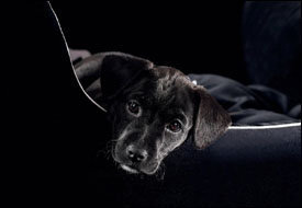 грустная собака - черный фон - оригинал