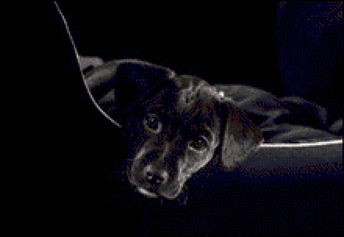 грустная собака - черный фон - предпросмотр