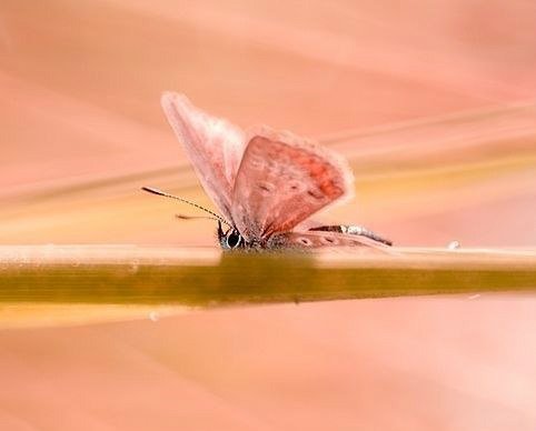 Розовое 5 - оригинал