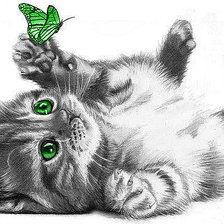 Котенок с зелеными глазами и зеленой бабочкой
