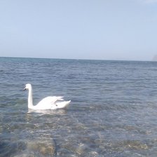 Схема вышивки «Лебедь Гоша»