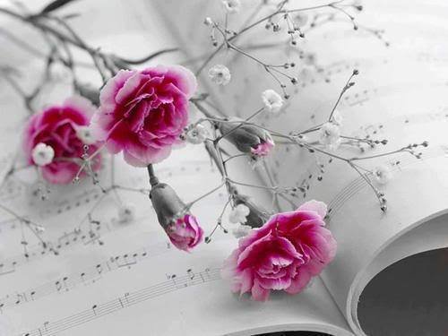 Цветы на черно-белом - монохром, ноты, гвоздики, цветы, черно-белое - оригинал