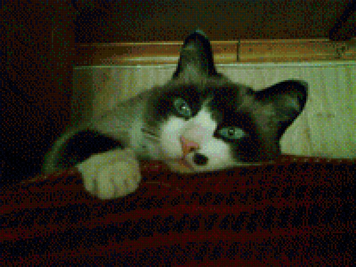 Моя Дульсинея  породы"Сноу Шу" - животные, кошки - предпросмотр