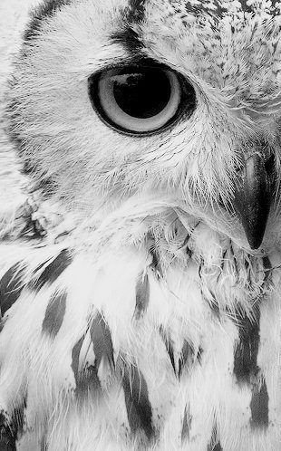 owl black&white - монохром, сова - оригинал
