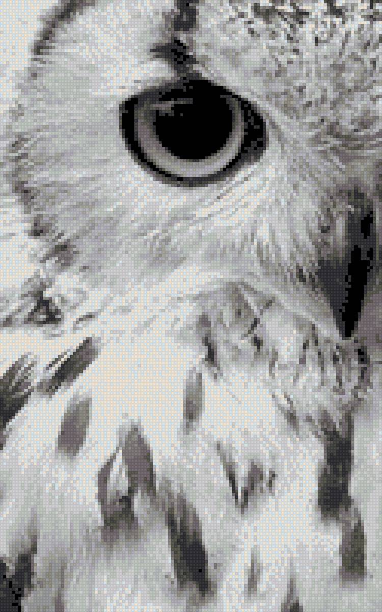 owl black&white - монохром, сова - предпросмотр