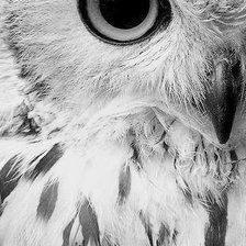 Схема вышивки «owl black&white»