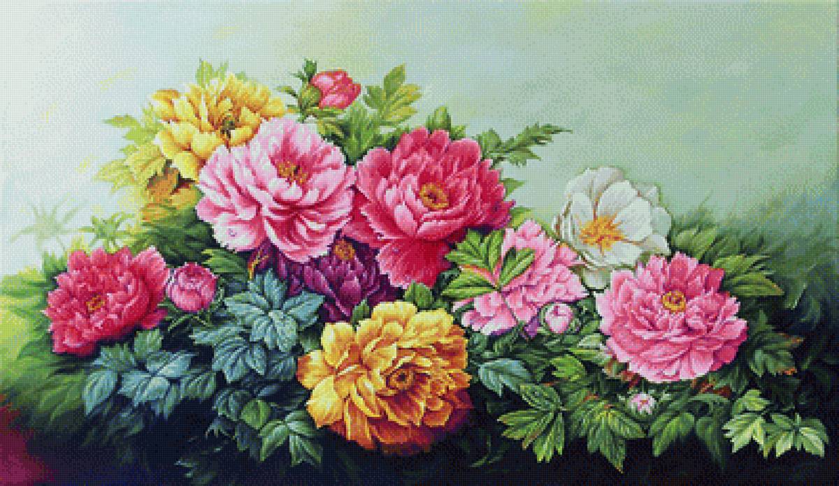 пионы - предпросмотр