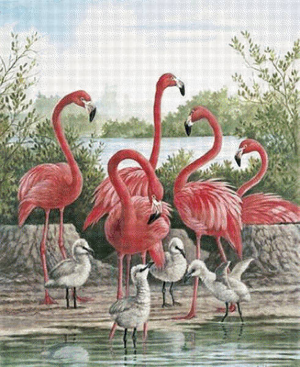 plamenáci,voda - предпросмотр